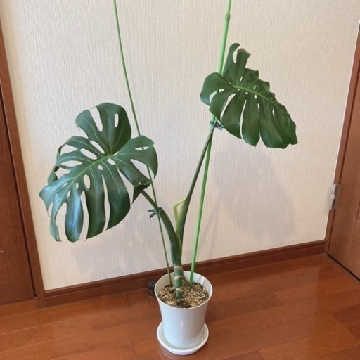 受け渡しの方決定?観葉植物 モンステラ  デリシオーサ インテリア性抜群 