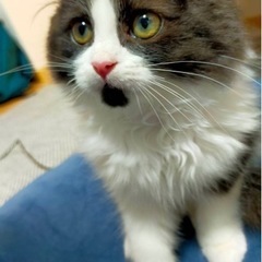 多数のご連絡ありがとうございました。無事決まりました。