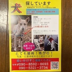 犬探しています‼️