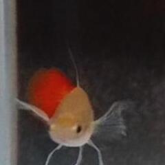 超超🉐PGRguppy  稚魚                        リボン確定個体含の画像