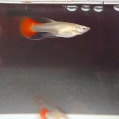 超超🉐                                                       プラチナムゴールドレッドグッピー      シャークリボン♀  の画像