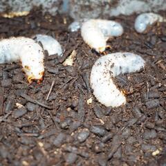 国産カブトムシ幼虫　20匹