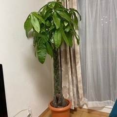 パキラ