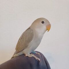 コザクラインコ　モーブ　生後３ヶ月　一羽