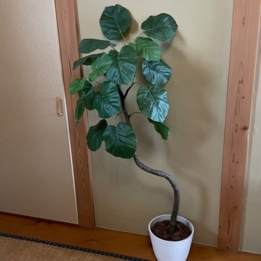 フェイクグリーン　ウンベラータ　鉢つき