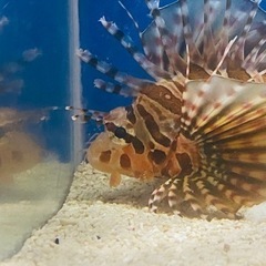 海水魚　キリンミノ　飼育用の画像