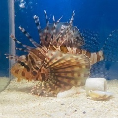 海水魚　キリンミノ　飼育用