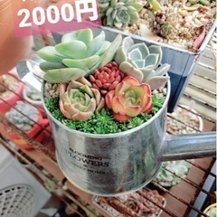 多肉植物    オーダー受け付けます。の画像