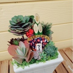多肉植物    オーダー受け付けます。の画像