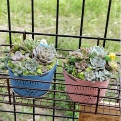 多肉植物    オーダー受け付けます。の画像