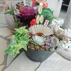多肉植物    オーダー受け付けます。の画像