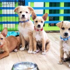保護動物と出会えるショップ - うるま市