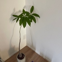 無料で譲ります。観葉植物 パキラ