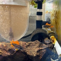 アピストグラマ カカトゥオイデス ダブルレッド オス1匹のみの画像