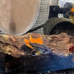 アピストグラマ カカトゥオイデス ダブルレッド オス1匹のみ