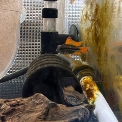 アピストグラマ カカトゥオイデス ダブルレッド オス1匹のみの画像