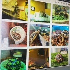 リクガメ飼育情報共有SNS構築メンバー募集