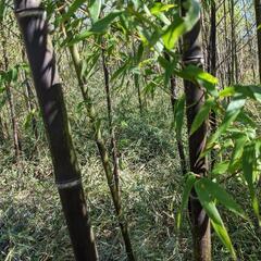 黒竹、分けてあげられます。