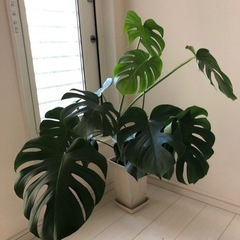 モンテスラ　植物