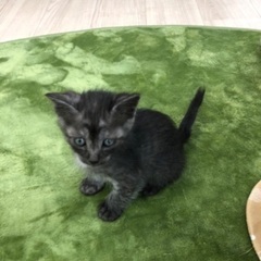 小さな兄弟姉妹4匹です( ¨̮ )✿ฺ ஐ:*:･✿ฺ - 熊本市