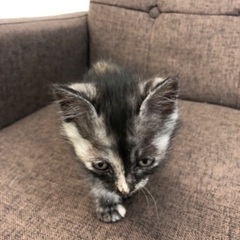 小さな兄弟姉妹4匹です( ¨̮ )✿ฺ ஐ:*:･✿ฺ - 猫