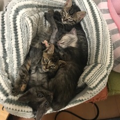 小さな兄弟姉妹4匹です( ¨̮ )✿ฺ ஐ:*:･✿ฺ