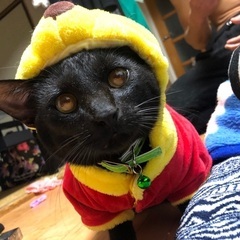 人懐っこいオスの黒猫 - 猫