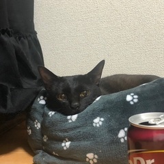 人懐っこいオスの黒猫 − 千葉県