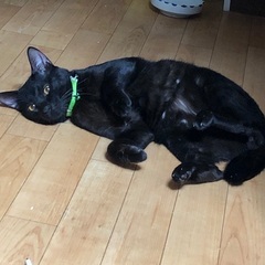 人懐っこいオスの黒猫 - 市原市