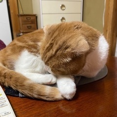 離れて暮らす母と同居をするため