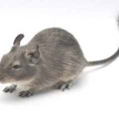 デグー