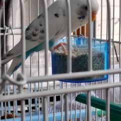 セキセイインコ5歳ピーちゃん