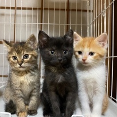【一時停止中】約3ヶ月半の子猫3匹♀♂♂里親さん募集！