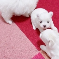 ビション×ポメの子犬ちゃん