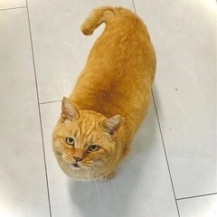 ブサカワ茶トラくん
