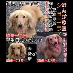 犬友募集(同犬種なら尚可) - 友達