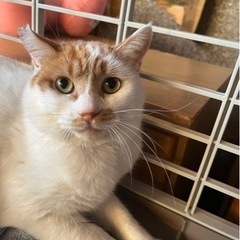 成猫ちゃんの預かりしてくださる方宜しくお願いします。伊勢崎市で預...