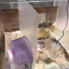 🐹全国の皆様に生かされています🙇‍♀️レスキューしたハムスターたちを　一緒に救ってください - 石巻市