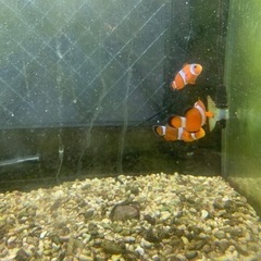 海水魚（カクレクマノミ）ニモ・ドリーお譲りします。