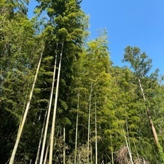 竹差し上げます。の画像
