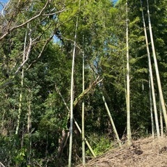 竹差し上げます。の画像