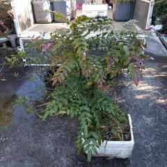 お届けも可能！ヒイラギ+ツツジ 鉢植え