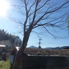 けやきの木　伐採