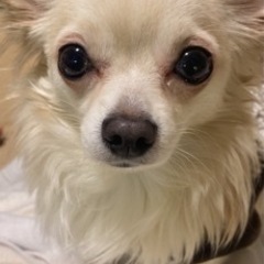 犬友募集！
