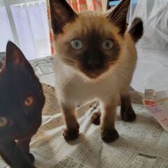 野良猫保護しました　届け出済(飼い主無し確認済)