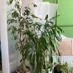 鉢入り　大きめ　観葉植物　まとめて引き取って頂ける方希望　無料