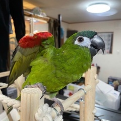 インコを探しています