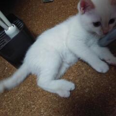 ２０２１年１１月２２日に産まれました(^-^)子猫