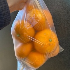 取引中　28日まで　みかん15個