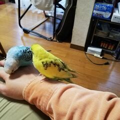 黄色の迷子のセキセイインコを探しています！